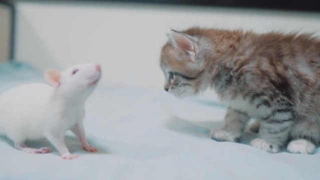 little gray kitten cat and white rat sniffing each other. funny rare video rat mouse and little cute kitty friendship pets a lifestyle concept