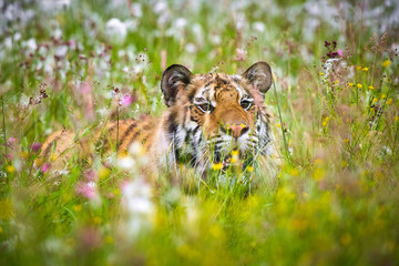 Amur tiger running in the forest. Action wildlife scene with danger animal. Siberian tiger,...