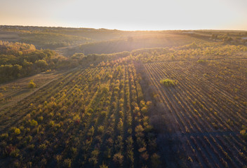 flight over vineyard in autumn