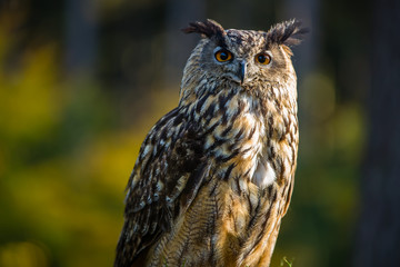Uhu sitzt im Herbstwald auf einem Baumstumpf