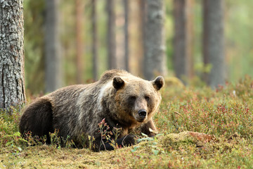 bear resting in forest. big brown bear in forest scenery.