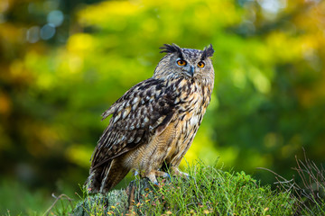 Uhu sitzt im Herbstwald auf einem Baumstumpf