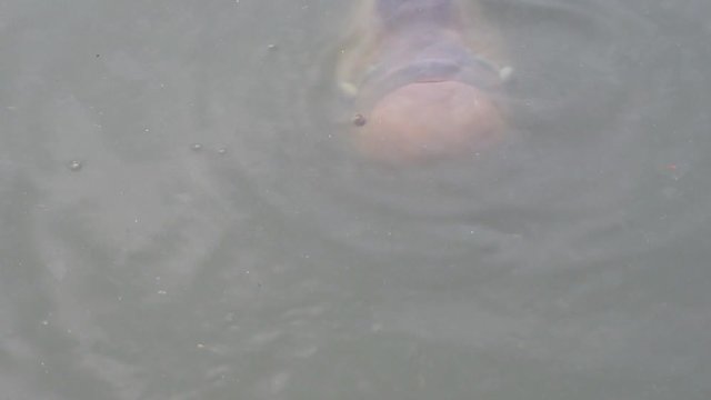 Giant gourami (Osphronemus goramy) floats to the surface of the water to swallow food. A pond in Trat, Thailand