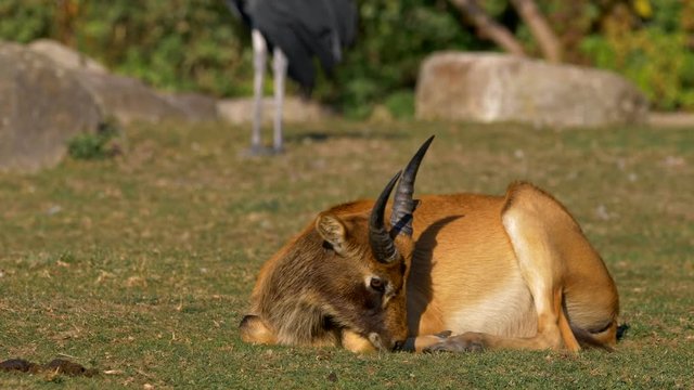 Nile lechwe (Kobus megaceros) resting in grass