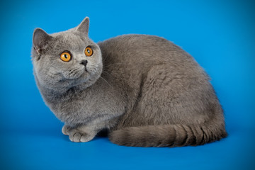 Scottish straight shorthair cat on colored backgrounds