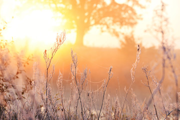 Beautiful frosty morning on the river. Grass in white frost, the first frost and oak in the sunlight.
