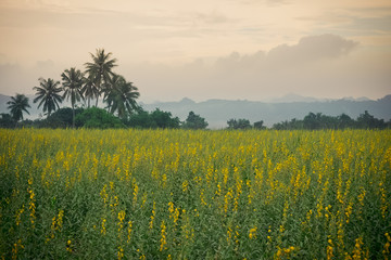 Obraz premium sunhemp field in evening