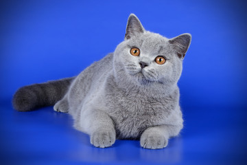 Scottish straight shorthair cat on colored backgrounds