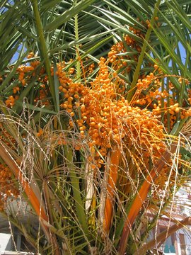 Palmenfrucht