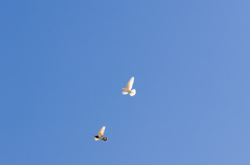 Two tumbler pigeons are  flapping their wings to freedom,