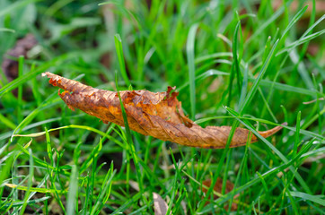 Dry leaf among green grass,shallow depth of field