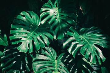monstera plant, tropical leaf, green nature background © pernsanitfoto