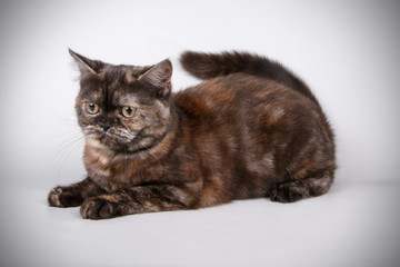 Scottish straight shorthair cat on colored backgrounds