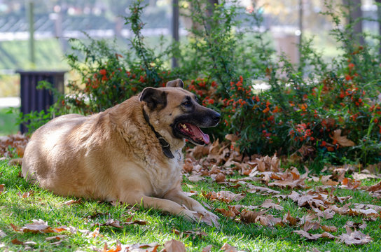 A adult dog  Iying in leaves in autumn