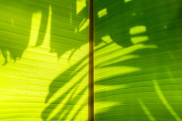 light and shadow on banana leaf