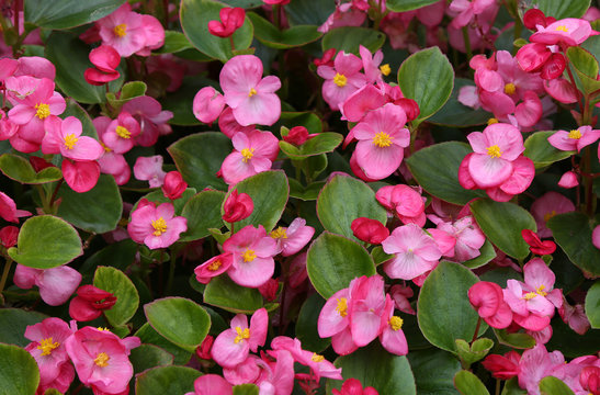 Background of blooming begonia flowers