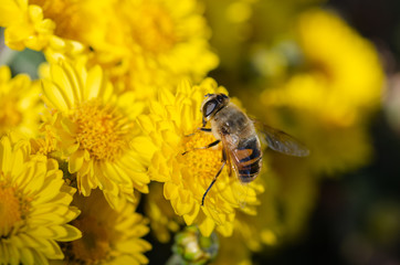 Elegant yellow chrysanthemum flowers close up.
