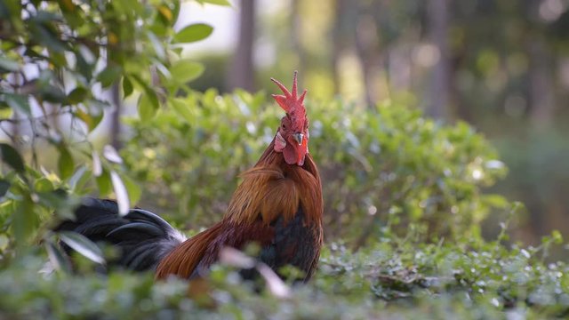 Rooster crows after cleaning his feathers. Close up of a beautiful cock outdoors among green leaves. Profile portrait of a rooster in a garden  - shallow depth of field, nice bokeh, 25 fps, with sound