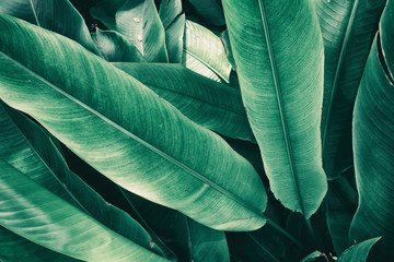 Obraz premium tropical leaves