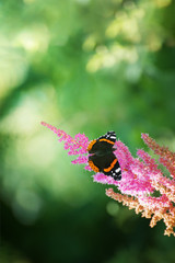 Butterfly on a pink flower