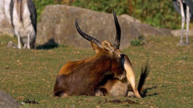Nile lechwe (Kobus megaceros) hygiene
