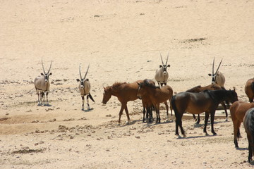 Fototapeta premium Skot 21