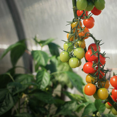 Tomatoes on a branch in a greenhouse