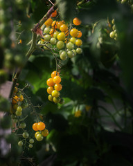 Branch of yellow tomatoes