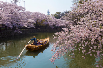 姫路城の桜と和船