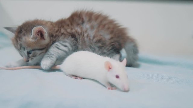 little gray kitten cat and white rat sniffing each other. funny rare video rat mouse and little cute kitty lifestyle friendship pets a concept