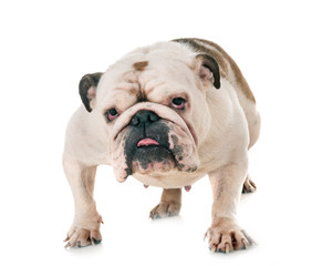 Obraz premium english bulldog in studio
