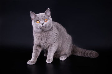 Obraz premium Scottish straight shorthair cat on colored backgrounds