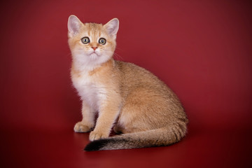 Scottish straight shorthair cat on colored backgrounds