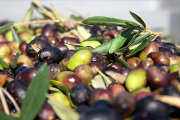 Green and black olives ready to be processed at the mill to get the olive oil, close up