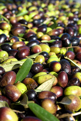 Green and black olives ready to be processed at the mill to get the olive oil, close up