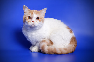 Scottish straight shorthair cat on colored backgrounds