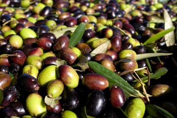 Green and black olives ready to be processed at the mill to get the olive oil, close up