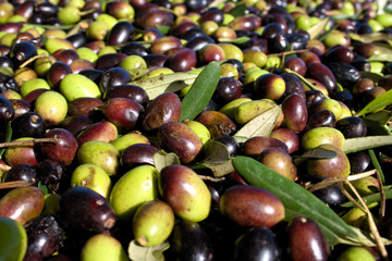 Green and black olives ready to be processed at the mill to get the olive oil, close up