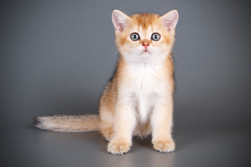 Scottish straight shorthair cat on colored backgrounds