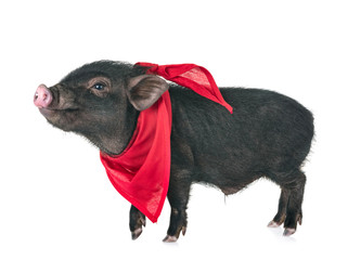 vietnamese pig in studio