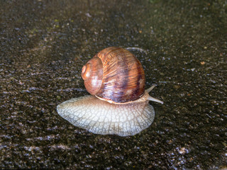 Close up of snail crawling across wet rock and earth