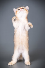 Scottish straight shorthair cat on colored backgrounds