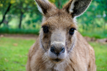 Portrait of a wallaby