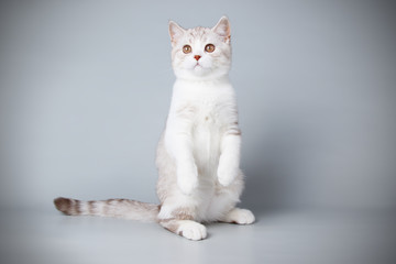 Scottish straight shorthair cat on colored backgrounds