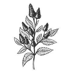 Mentha plant engraving vector illustration. Scratch board style imitation. Black and white hand drawn image.
