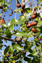 Wild jujube fruit or drupe Latin ziziphus jujuba ripening on a bush or tree