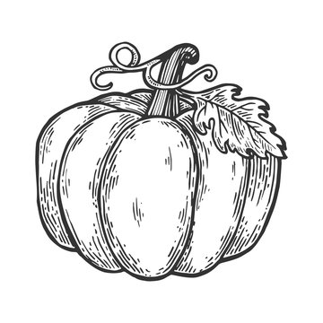 Pumpkin fruit engraving vector illustration. Scratch board style imitation. Black and white hand drawn image.