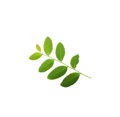 tropical green leaf on white background