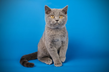 Obraz premium Scottish straight shorthair cat on colored backgrounds