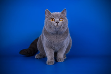 Scottish straight shorthair cat on colored backgrounds
